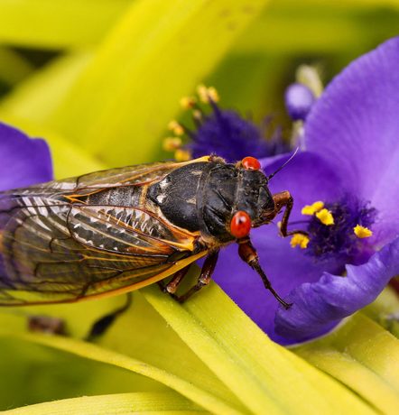 EXPLAINER: When the double brood of cicadas will come out – and what to expect