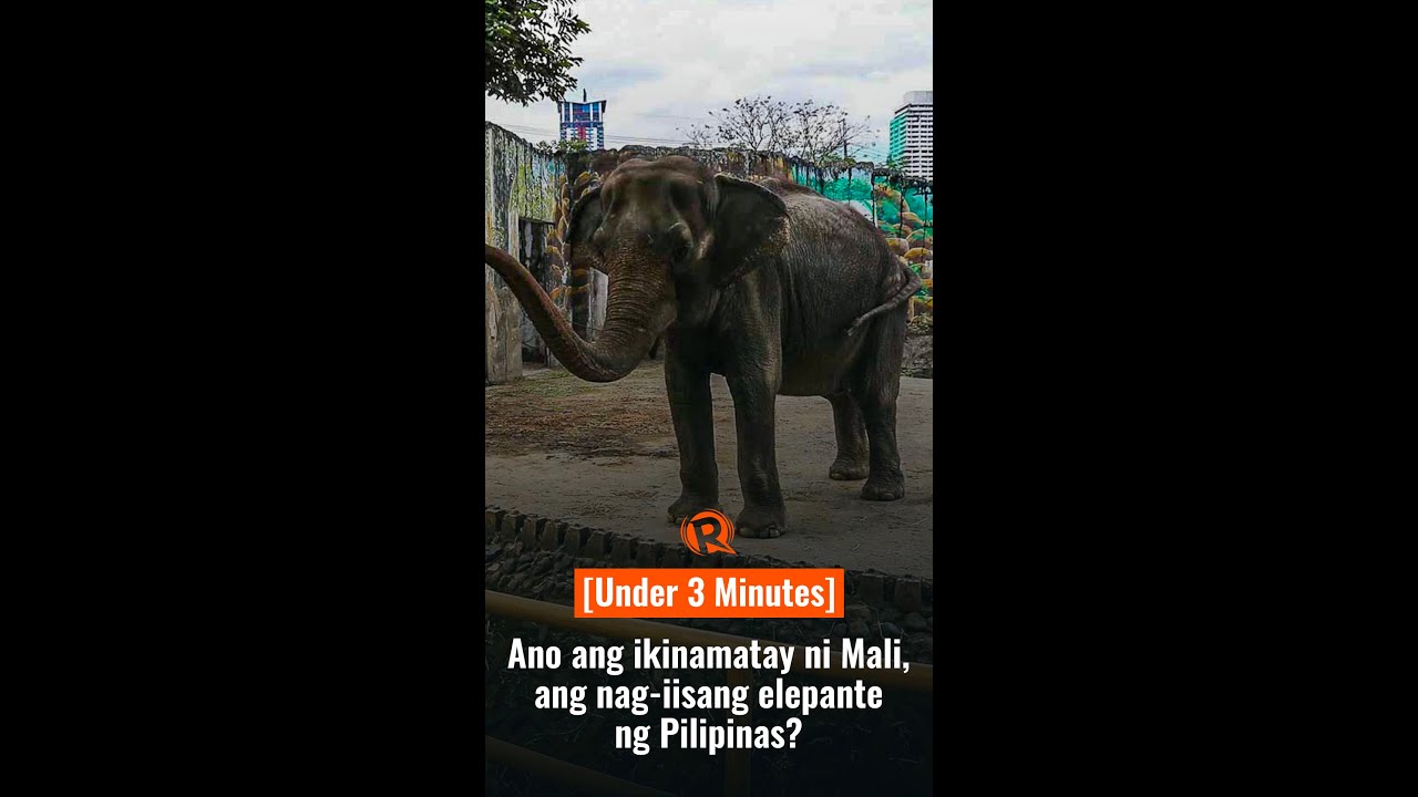 [Under 3 Minutes] Ano ang ikinamatay ni Mali, ang nag-iisang elepante sa Pilipinas? 